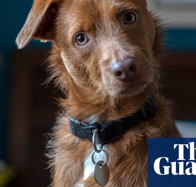 New research centre to explore how AI can help humans ‘speak’ with pets | Animals