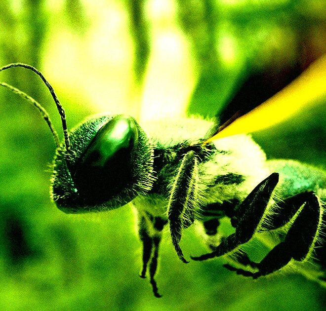Chinese Scientists Create Cyborg Bees That Can Be Controlled Like Drones for Undercover Military Missions