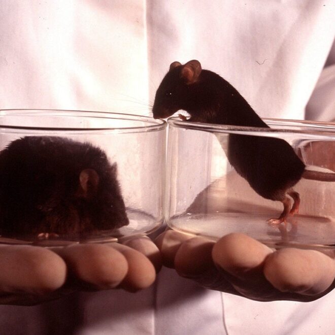 Scientists Gene Hack Mice So Their Livers Produce Their Own Ozempic-Like Drug