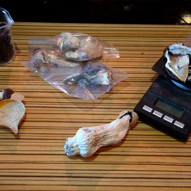 Evidence Grows That Tripping on Shrooms Might Increase Your Lifespan