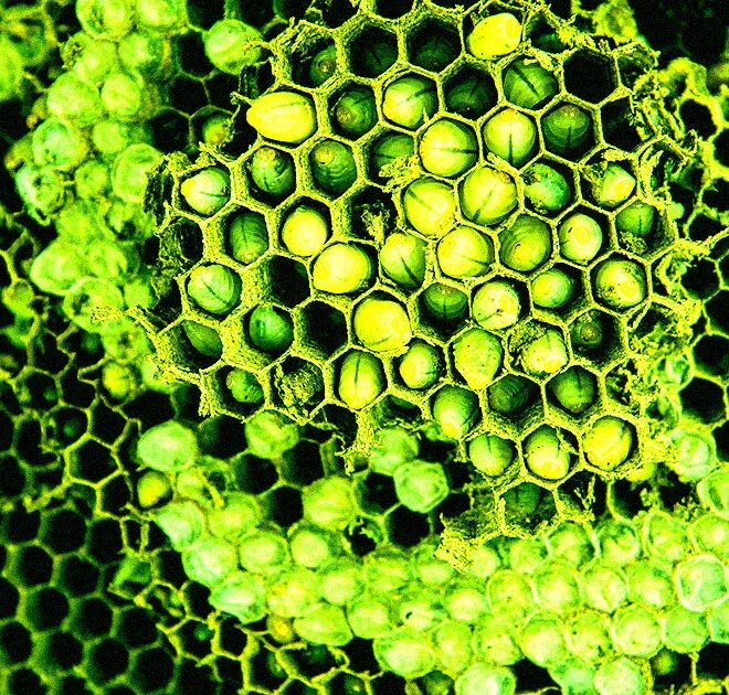 Workers Find Radioactive Wasp Nest at Nuclear Facility, But the Wasps Are Missing