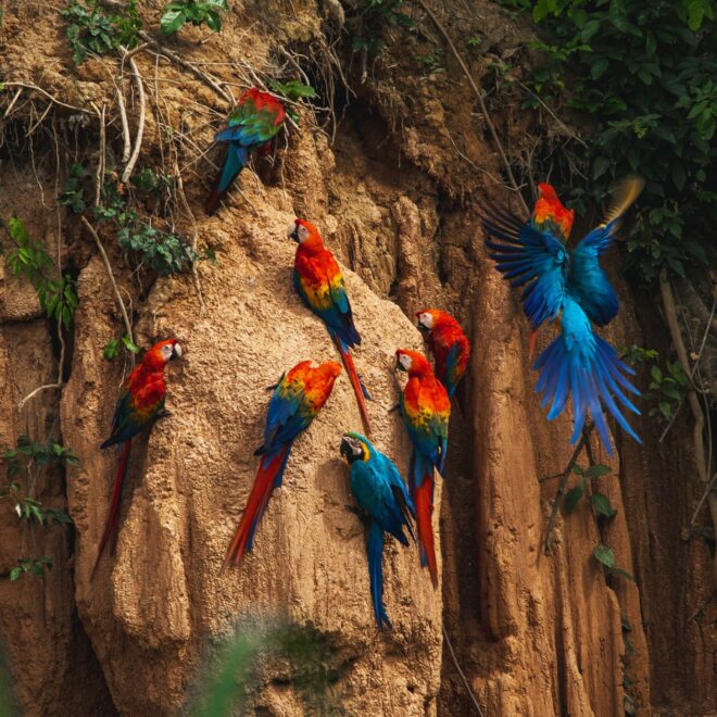 Climate Change Has Driven the Amazon Rainforest to the Edge of a “Tipping Point”