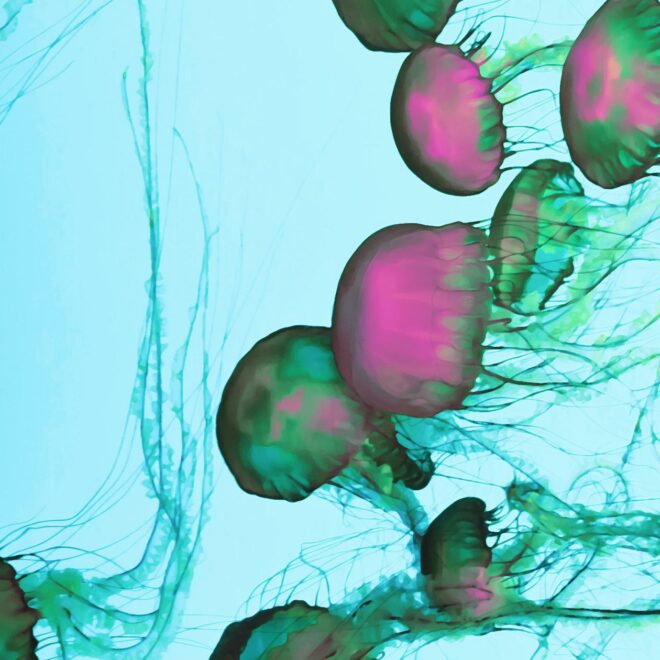 Nuclear Power Plant Shut Down by Furious Jellyfish