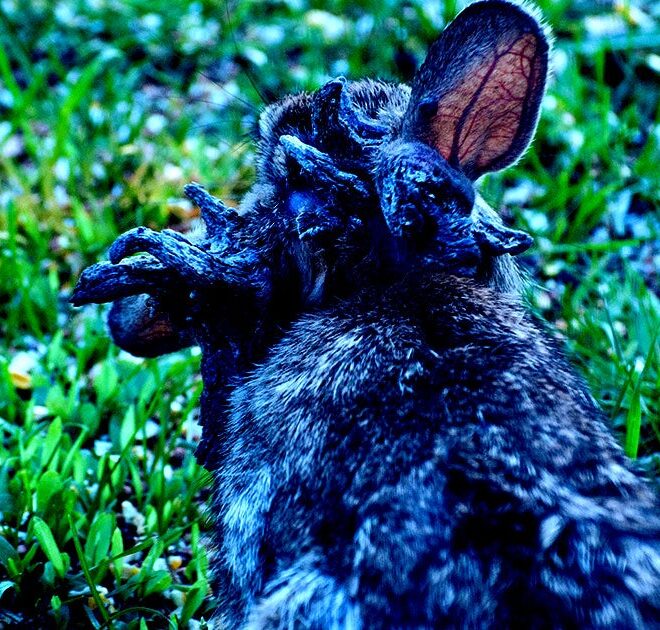 Rabbits With Horrifying Tentacles Growing Out of Their Faces Spotted in Colorado