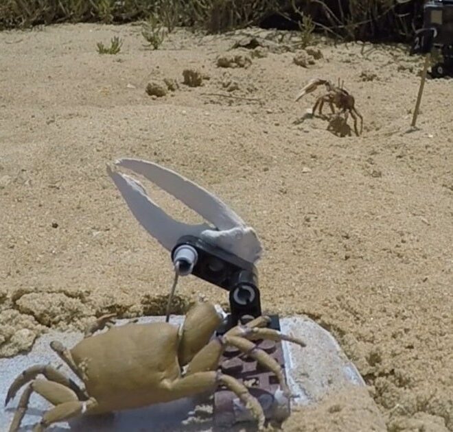 Robot Crab Meets Terrible Fate When Its True Nature Is Discovered by Real Crabs