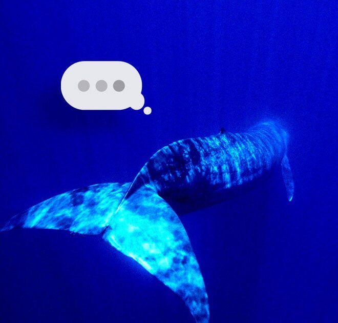 Scientists Alarmed as Whales Suddenly Going Silent