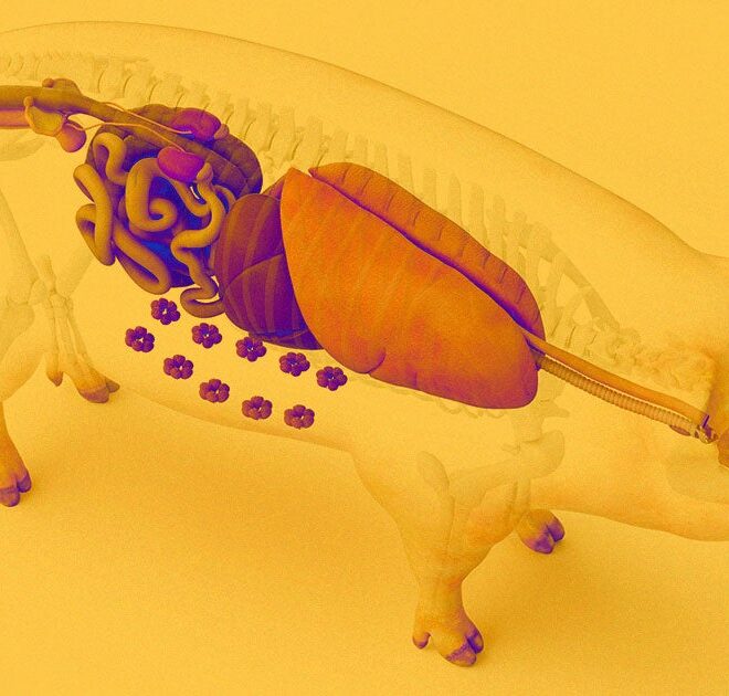 Scientists Just Transplanted a Pig Lung Into a Human for the First Time