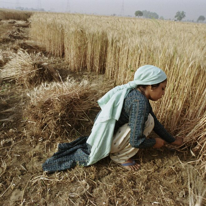 The rise of algorithmic agriculture? AI steps in