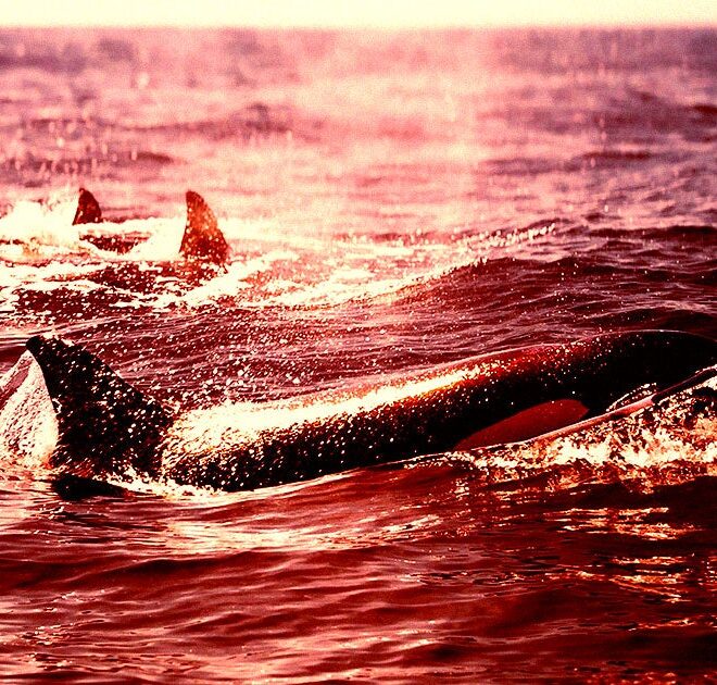 Boat-Attacking Orcas Are Back for Vengeance