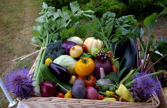 BigBasket Revenue Falls 2% in FY25 Amid High Competition