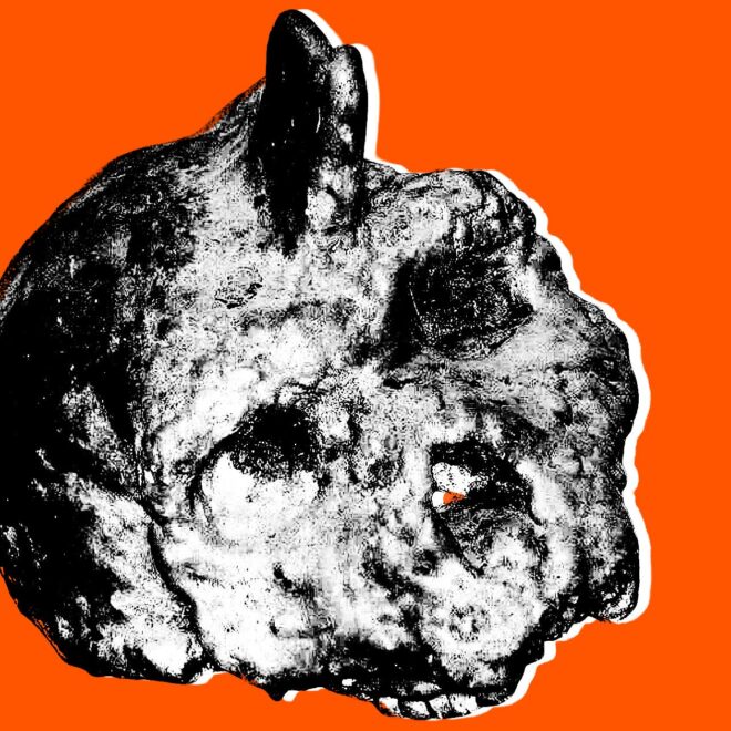 Scientists Intrigued by Non-Human Skull Embedded in Cave Wall