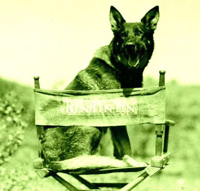 AI Is Even Putting Animal Actors Out of Work
