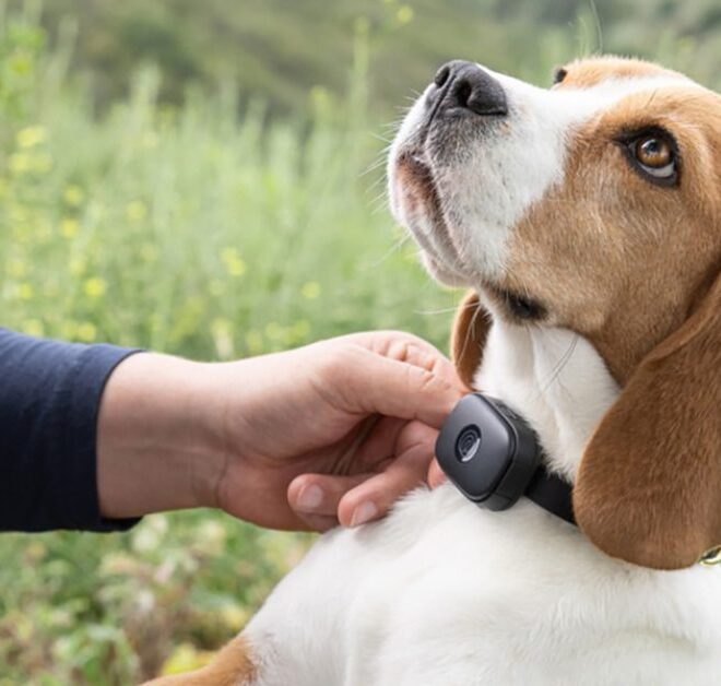 Life360 Pet GPS Collar debuts for $50 – how it compares to Fi