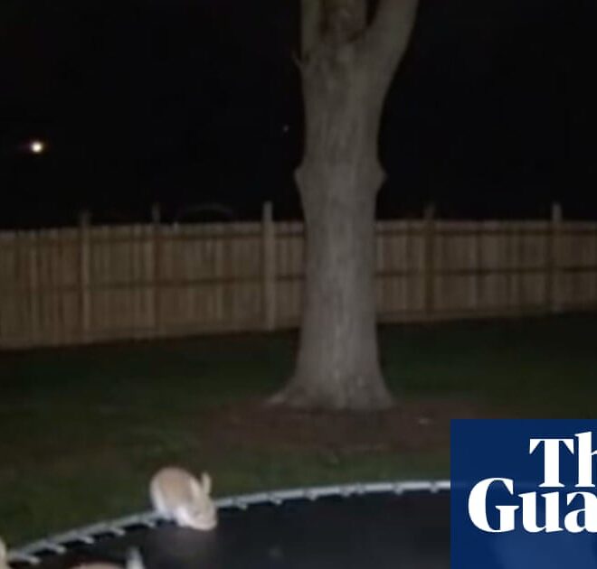 Macquarie Dictionary announces ‘AI slop’ as its word of the year, beating out Ozempic face | Artificial intelligence (AI)