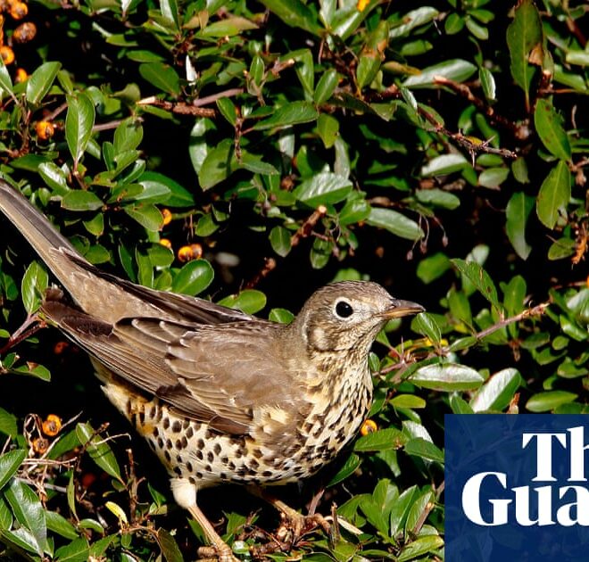 ‘It brings you closer to the natural world’: the rise of the Merlin birdsong identifying app | Birds