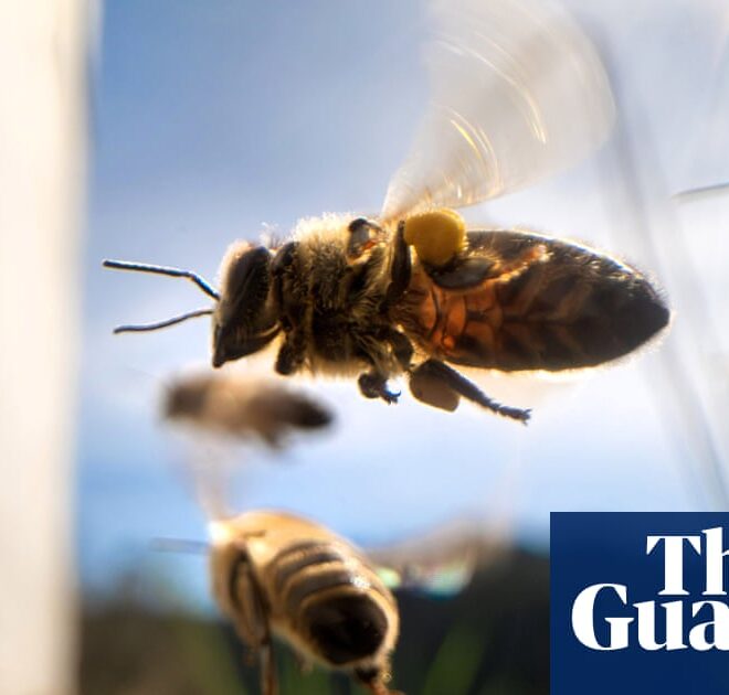 Workers’ collectives are the bee’s knees | Brief letters