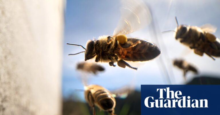 Workers’ collectives are the bee’s knees | Brief letters