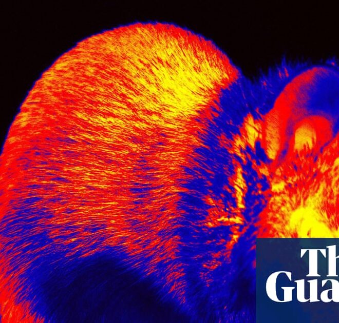 Short films made from brain activity of mice aim to show how they see world | Neuroscience