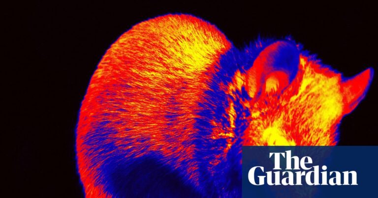 Short films made from brain activity of mice aim to show how they see world | Neuroscience