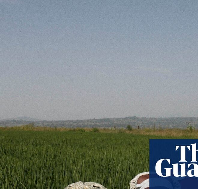 Tech firms and AI farming tools ‘playing with the food system’, warns thinktank | Global development