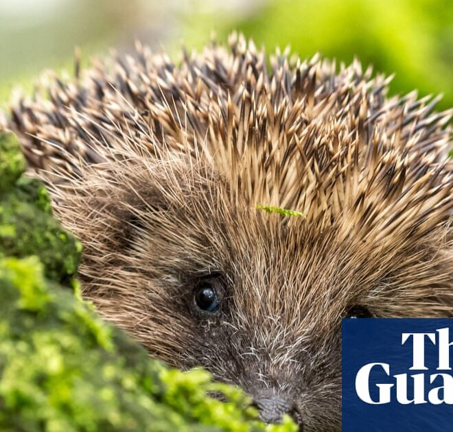 Exercise and brain function, hedgehog hearing, and can AI change our minds? – podcast | Science