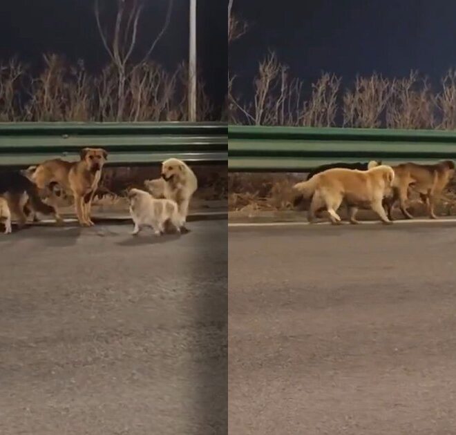 Those Viral Posts About the Brave Kidnapped Dogs Escaping and Finding Their Homes Together Are Fake, You Gullible Buffoons