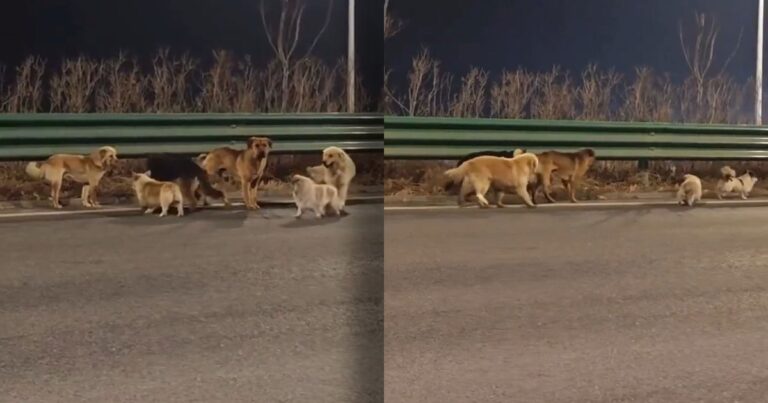 Those Viral Posts About the Brave Kidnapped Dogs Escaping and Finding Their Homes Together Are Fake, You Gullible Buffoons