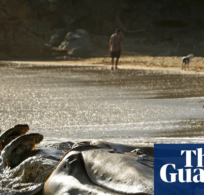 San Francisco turns to AI to save whales from ship strikes as deaths soar | Whales
