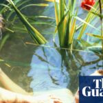 Australian musicians sound warning note after Nick Cave, Kylie and many more slurped into AI training tool | Culture