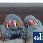 A little bird told her: scientist wins $100,000 prize for decoding birdsong | Animal behaviour