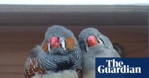 A little bird told her: scientist wins $100,000 prize for decoding birdsong | Animal behaviour