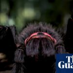 Into the spider’s lair: how an Australian film-maker made an impossible documentary with AI | Film