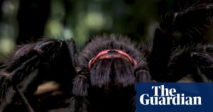 Into the spider’s lair: how an Australian film-maker made an impossible documentary with AI | Film
