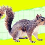 Someone Reportedly Mailed a Live Squirrel to Meta, Where It Sent an Employee to the Hospital