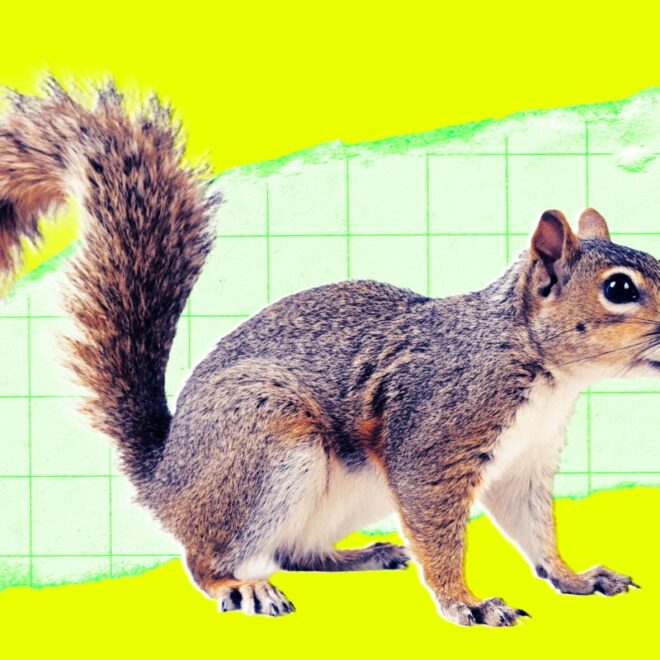 Someone Reportedly Mailed a Live Squirrel to Meta, Where It Sent an Employee to the Hospital